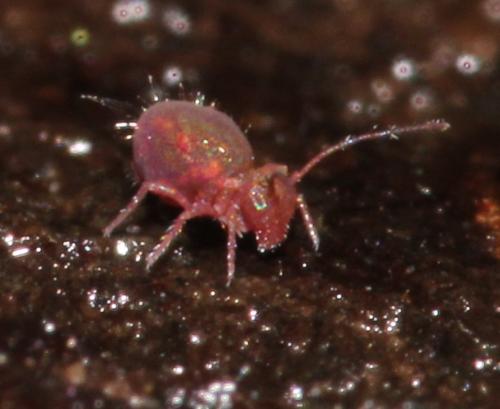 Calvatomina rufescens